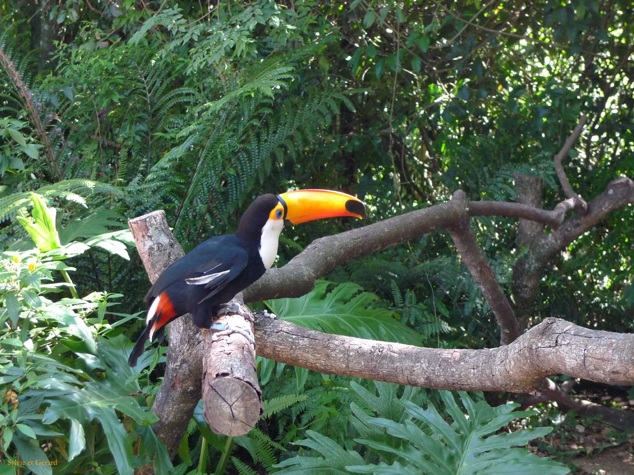 17 Igazu Bresil Parc des Aves -8