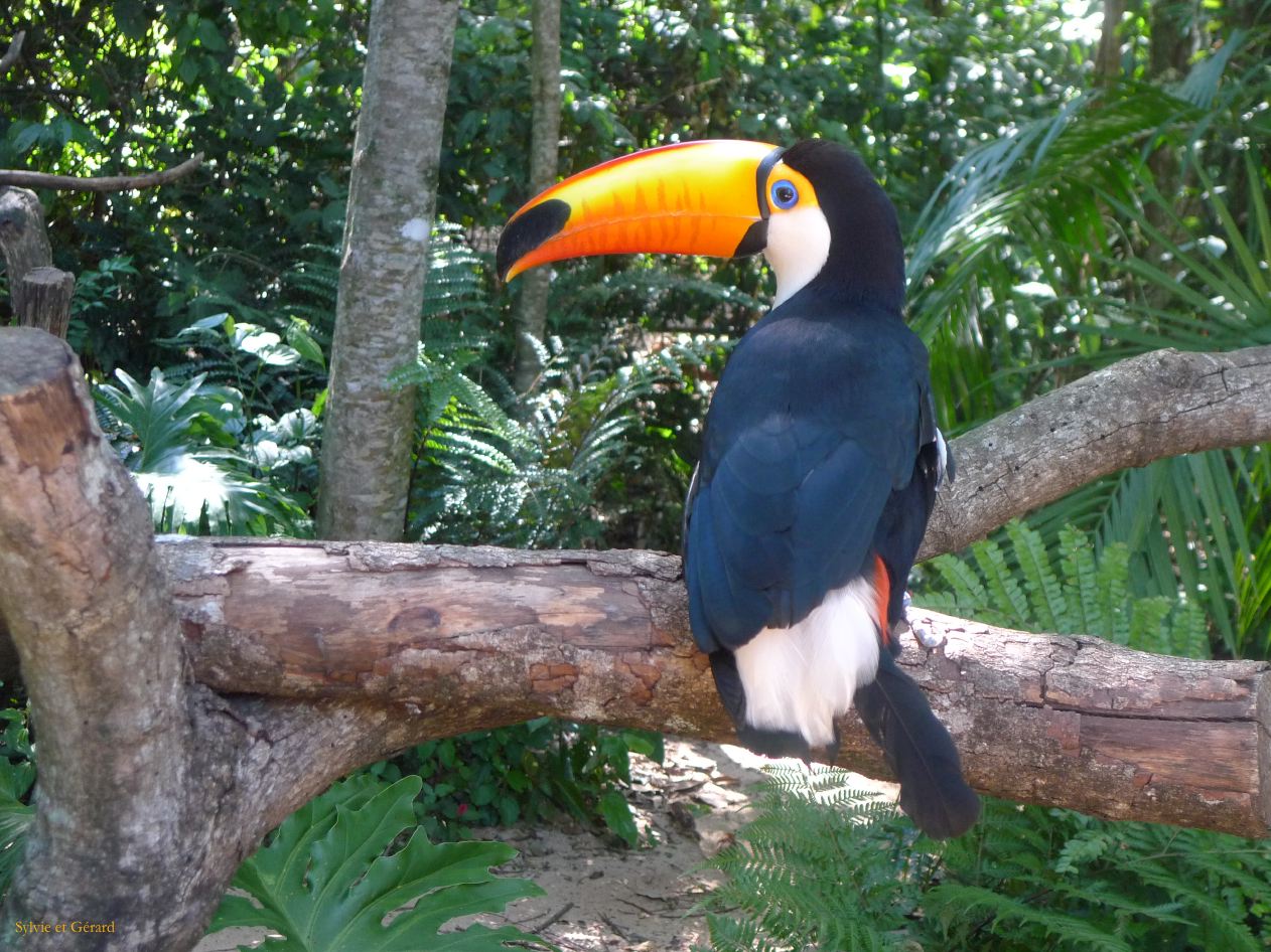 17 Igazu Bresil Parc des Aves -9