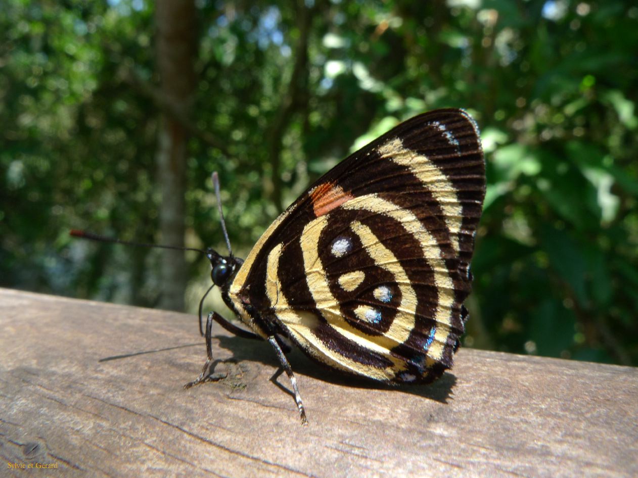 17 Igazu chutes argentines-6