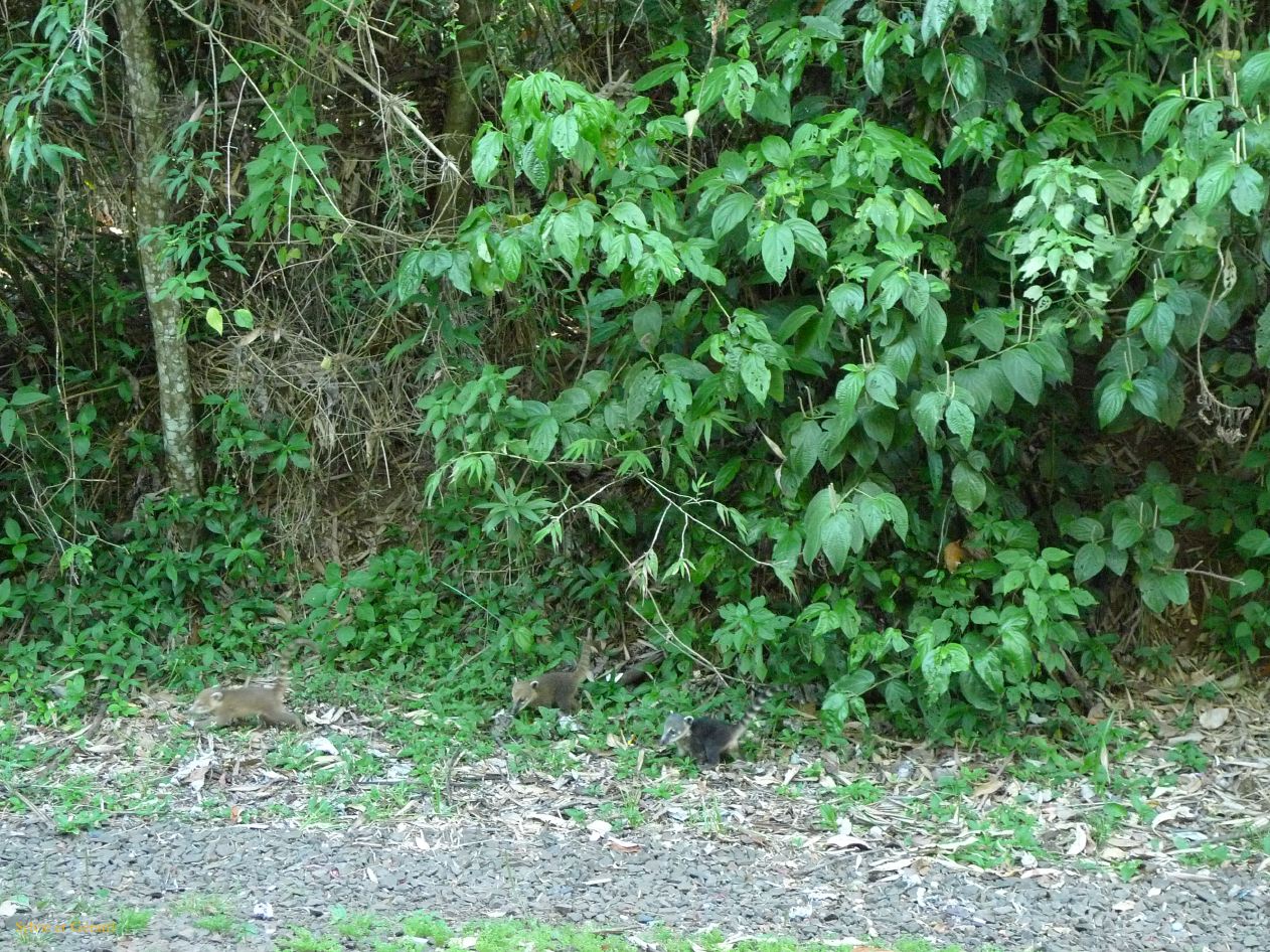 17 Igazu chutes argentines-19