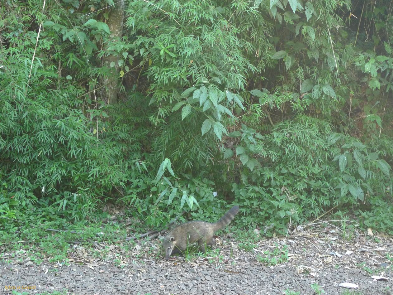 17 Igazu chutes argentines-20