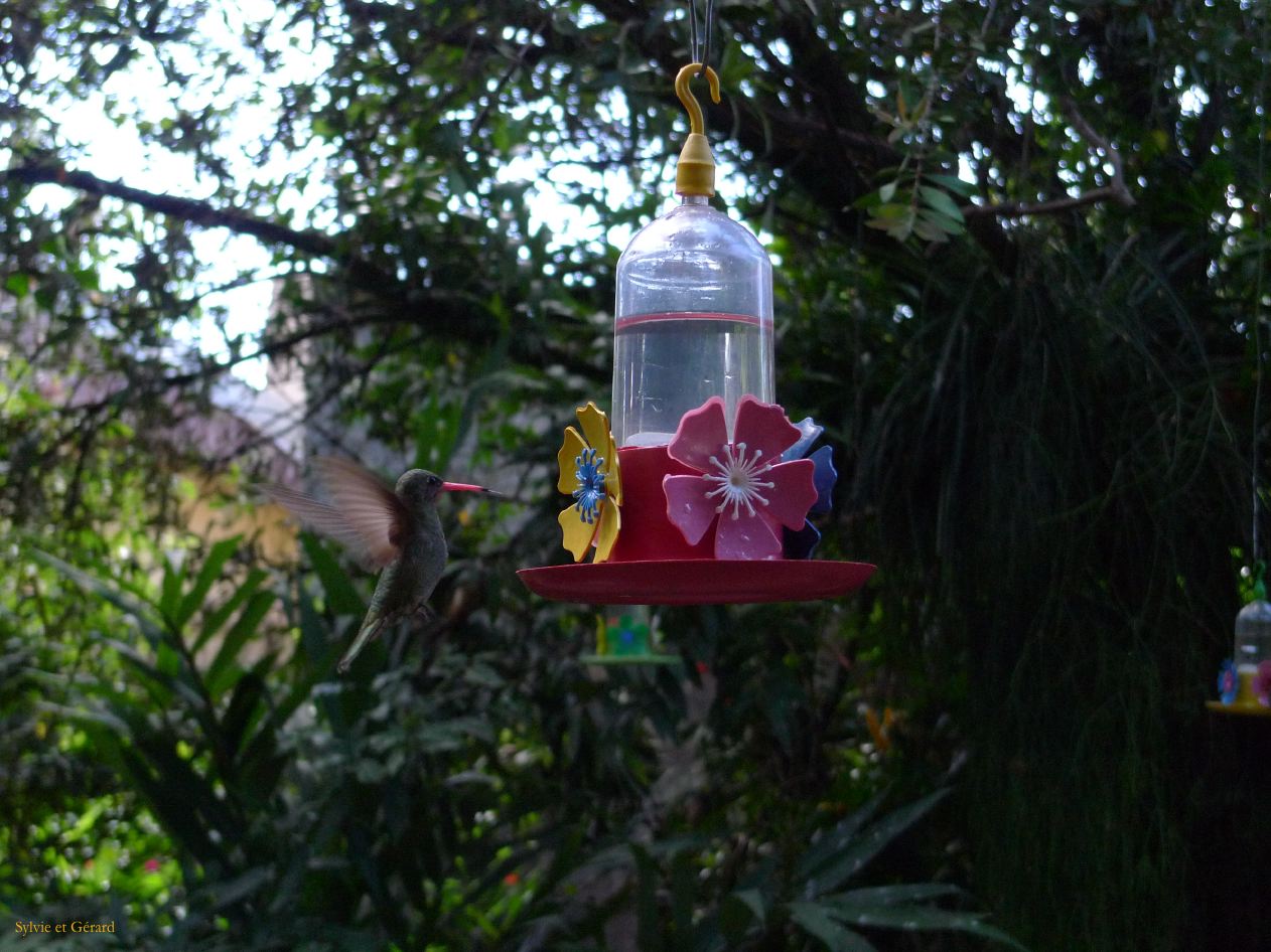 17 Igazu Jardin des picaflores-3