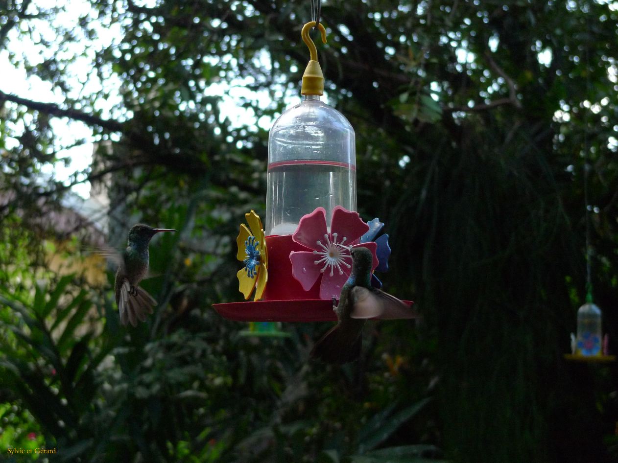 17 Igazu Jardin des picaflores-6