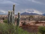 12 Quebrada le long de la Ruta 9 cardones en fleurs