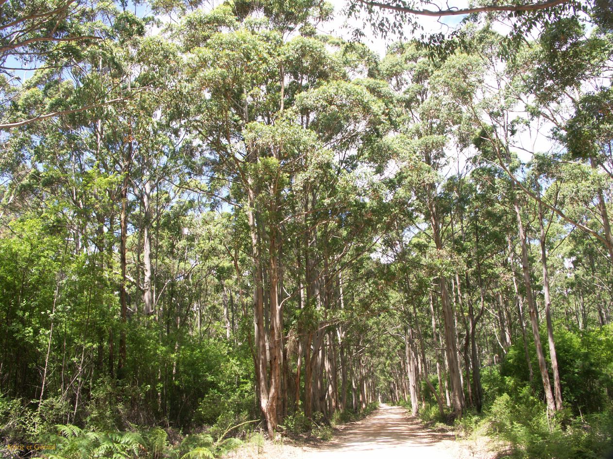 F 043 Margaret River