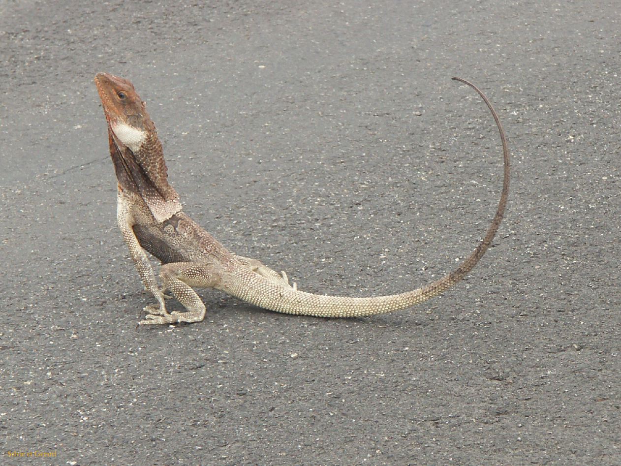 B 158 Frilled lezard