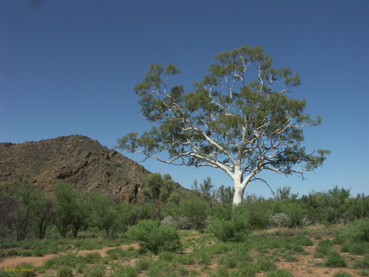 B 197 East MacDonnells Ranges