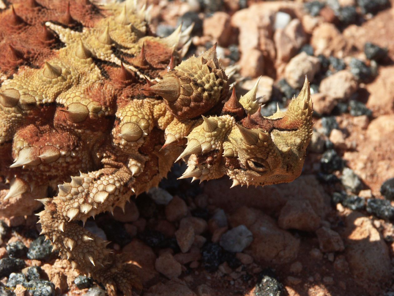 B 199 Thorny devil