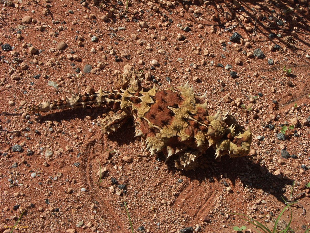 B 200 Thorny devil