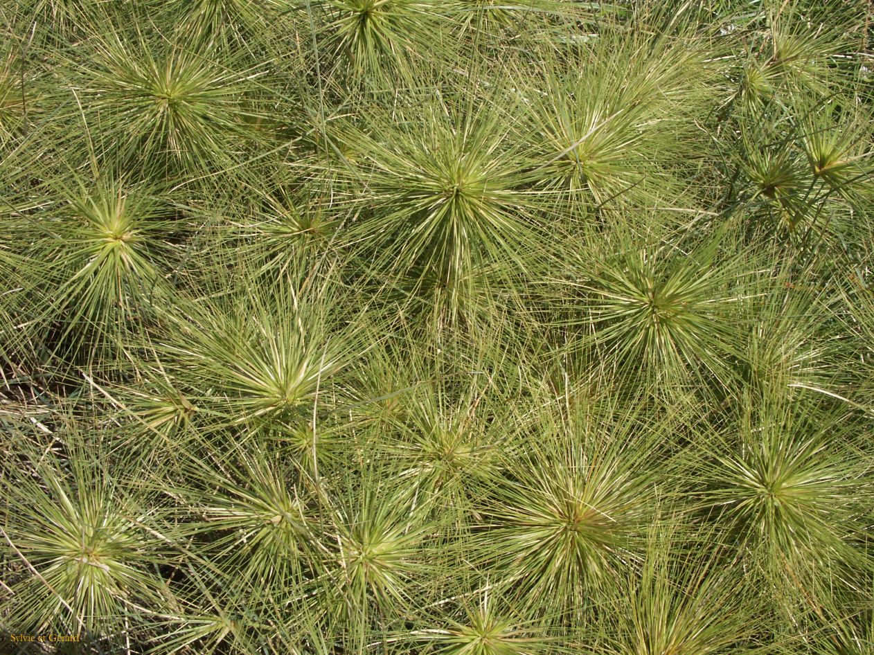 A 037 Rottnest Island