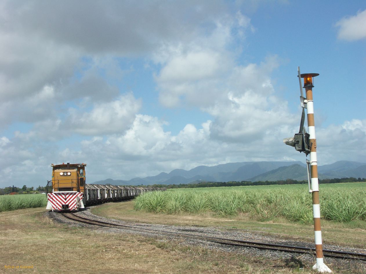C 049 canne à sucre