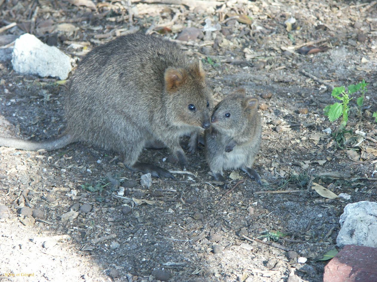 A 045 Rottnest Island