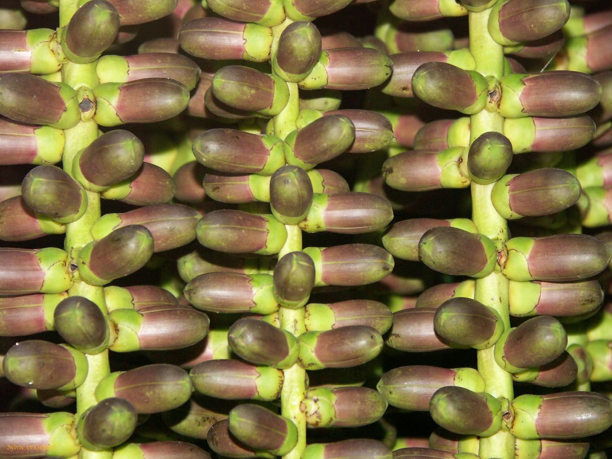 C 080 Paronella Park