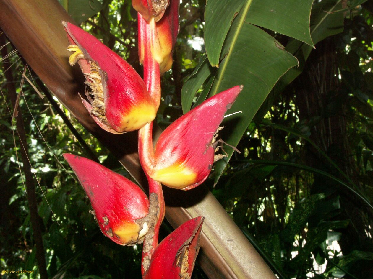 C 081 Paronella Park