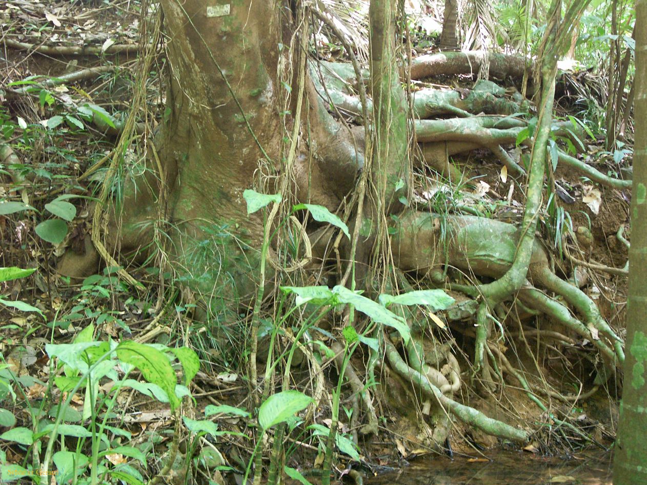 C 083 Paronella Park