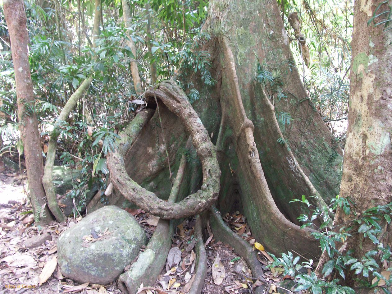 C 091 Mt Bartle Frere