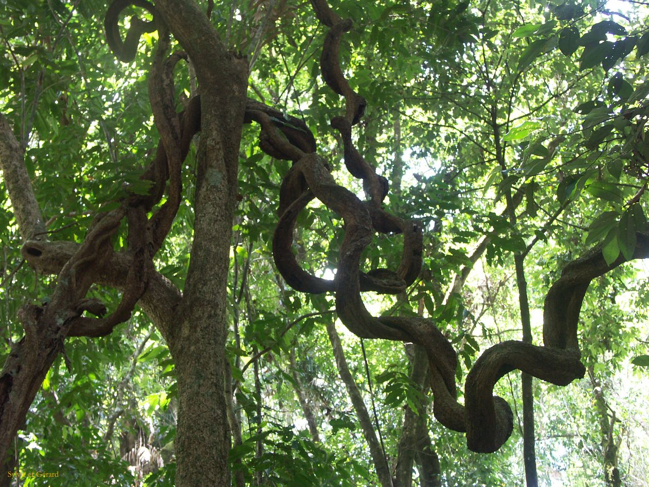 C 092 Mt Bartle Frere