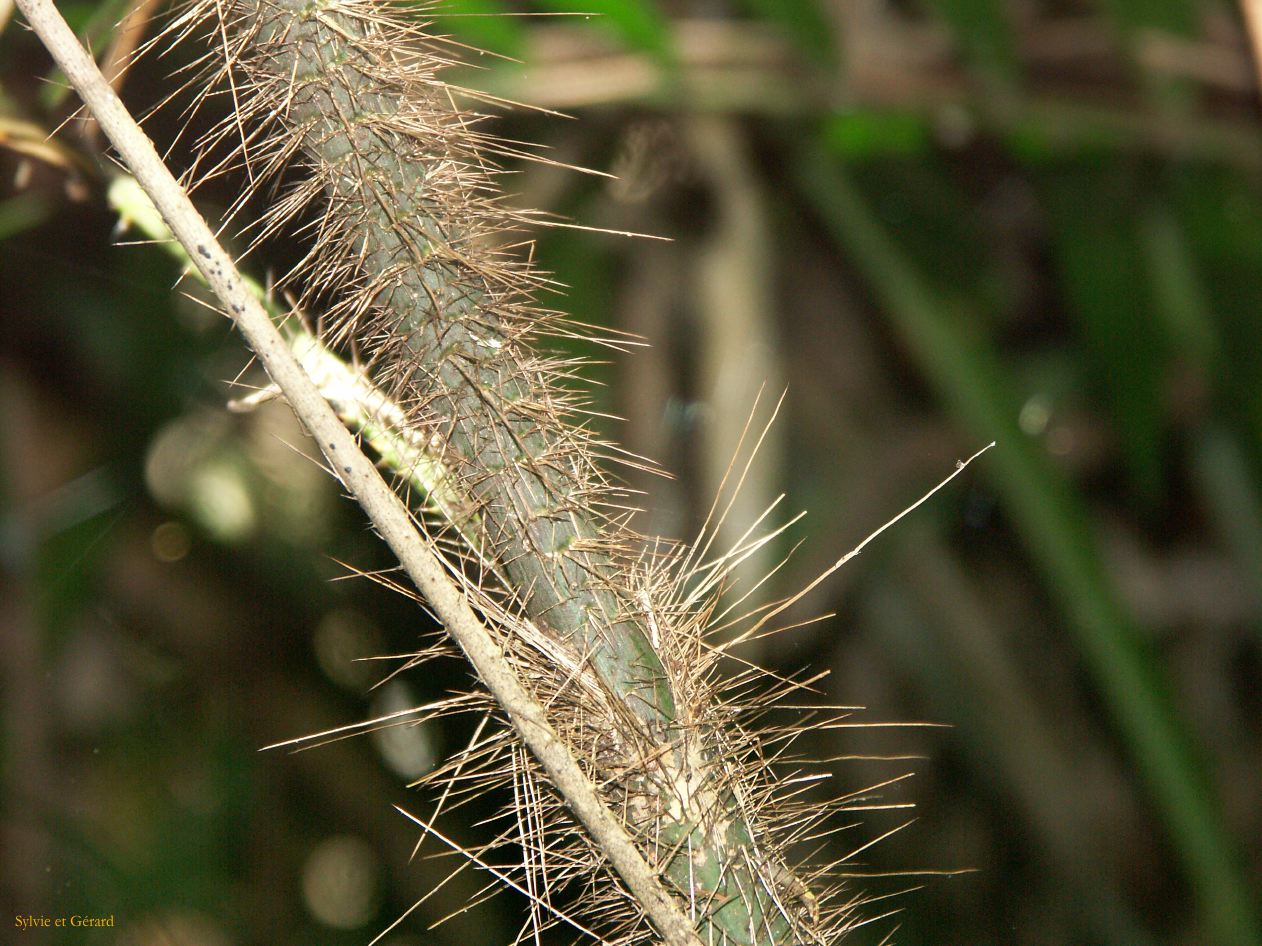 C 099 Josephine Falls