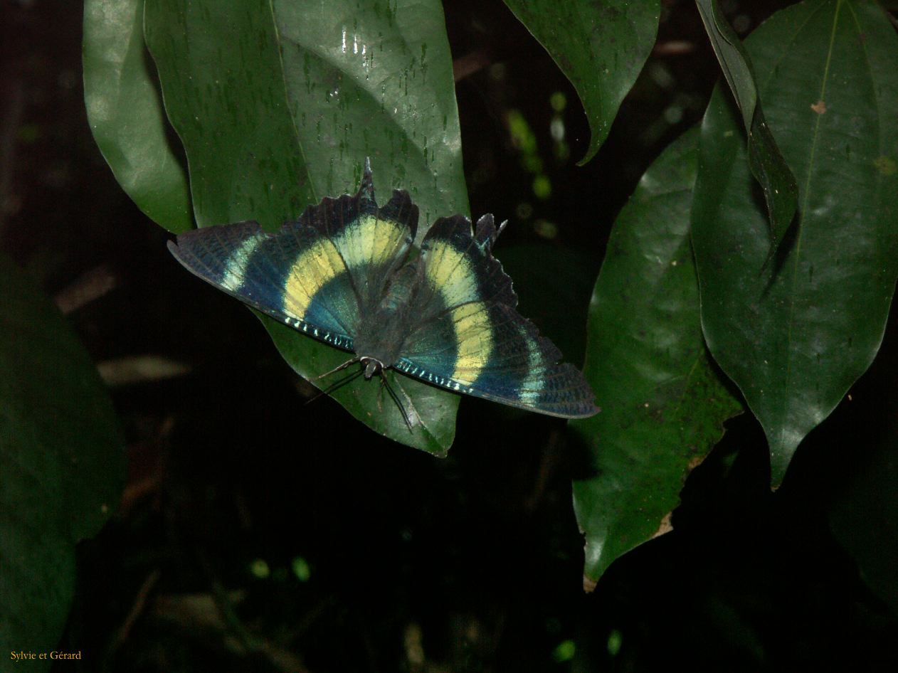 C 100 Josephine Falls