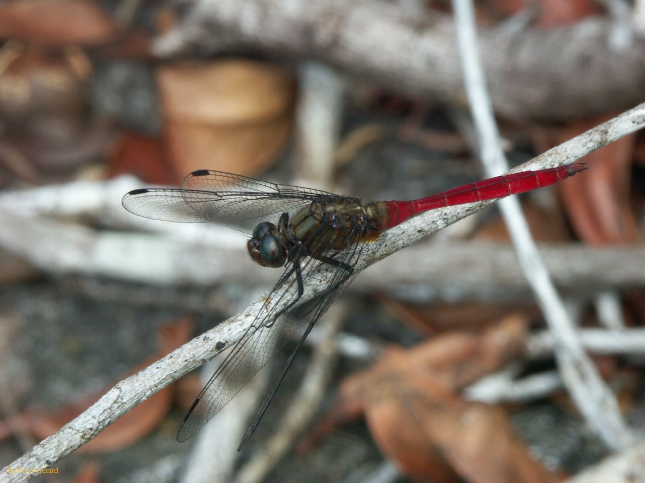 C 104 Josephine Falls