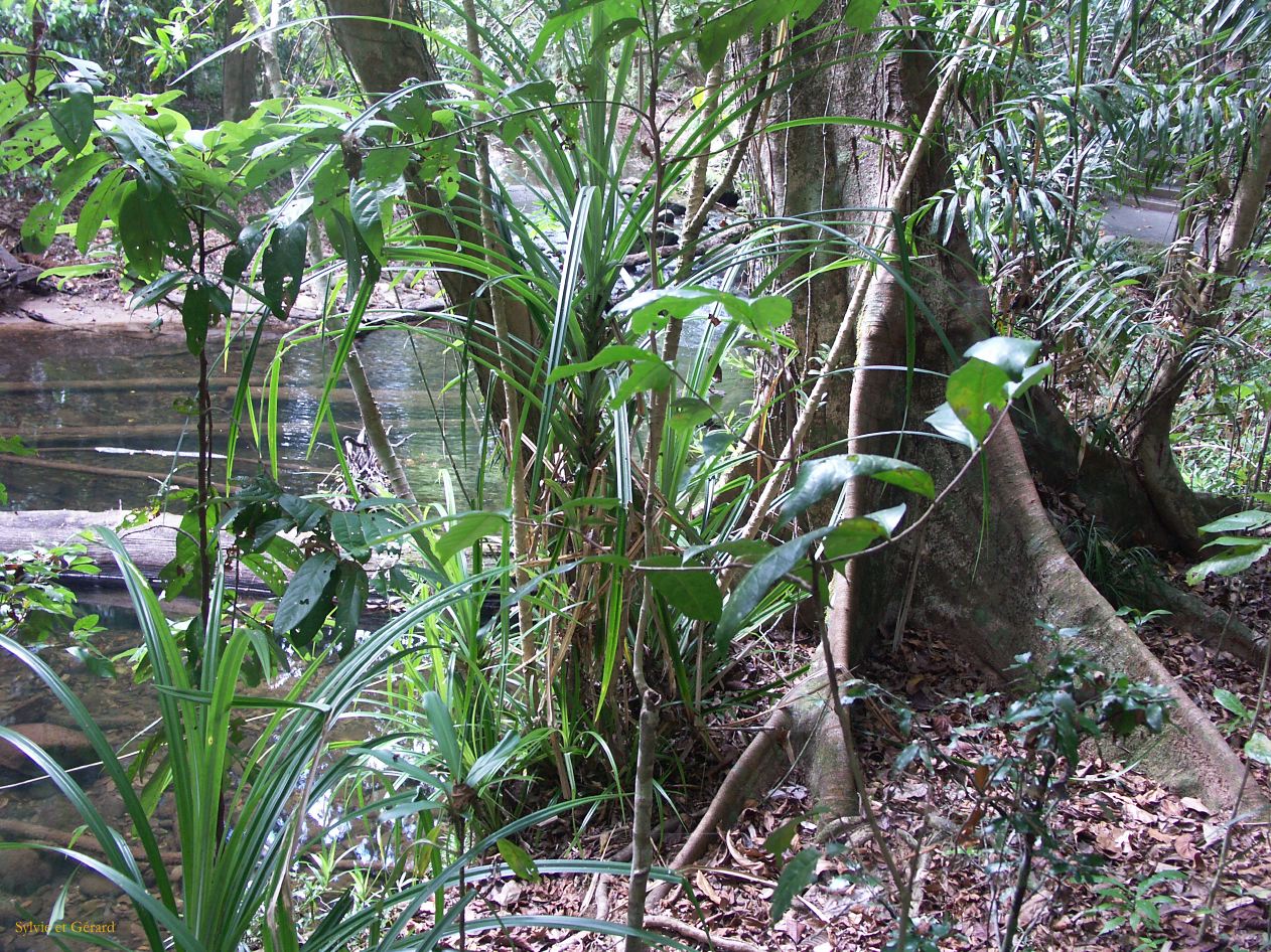 C 105 Josephine Falls