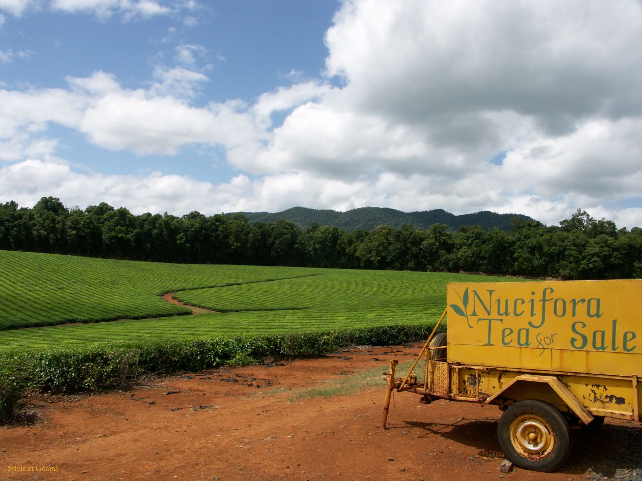 C 107 Tea plantation