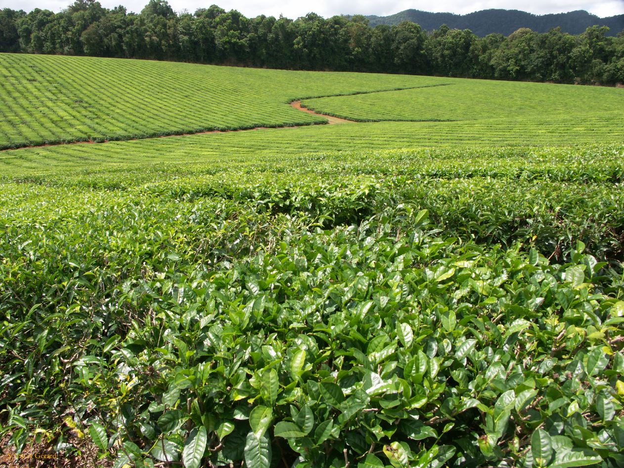 C 108 Tea plantation