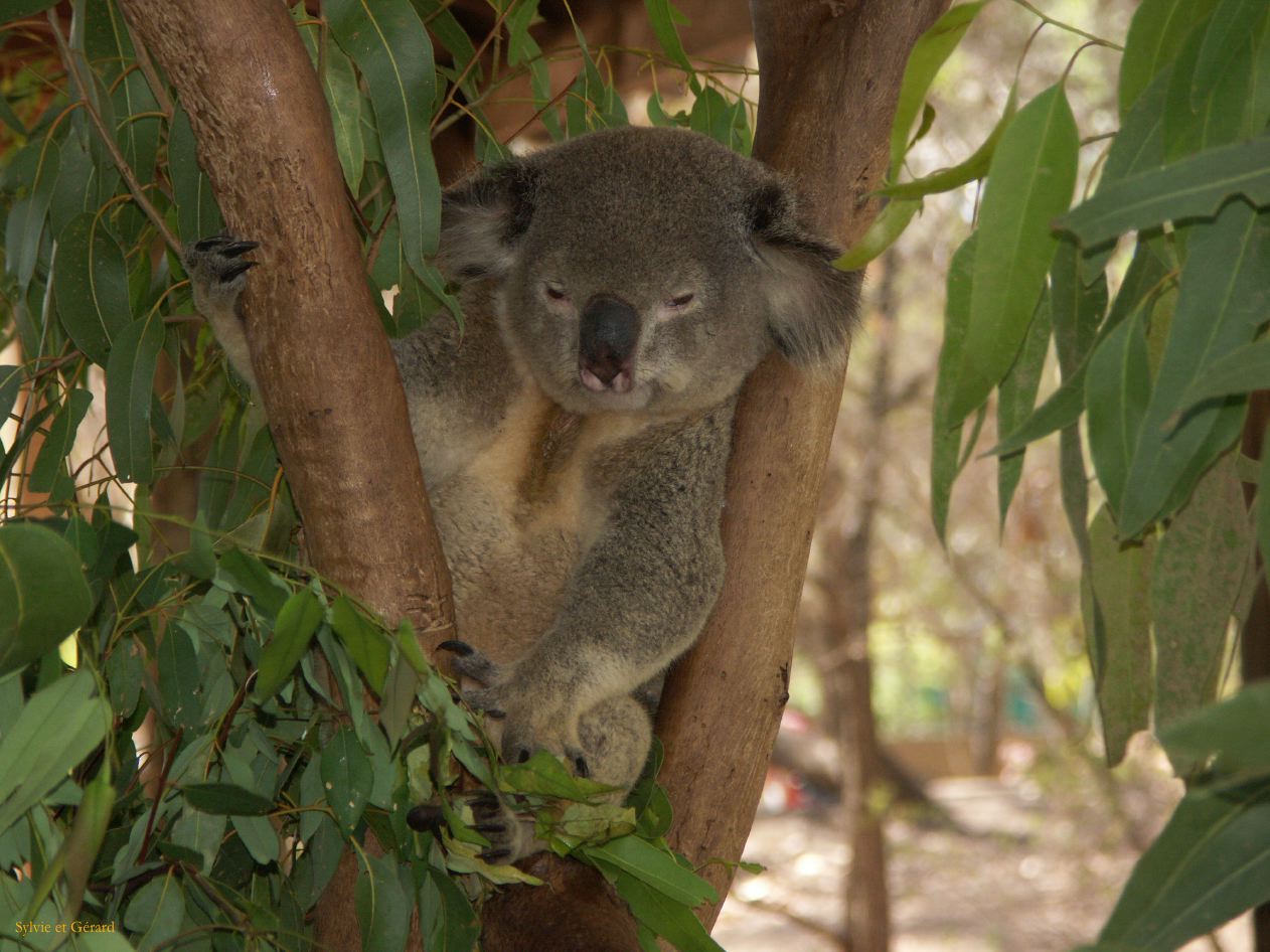 C 179 Billabong Sanctuary