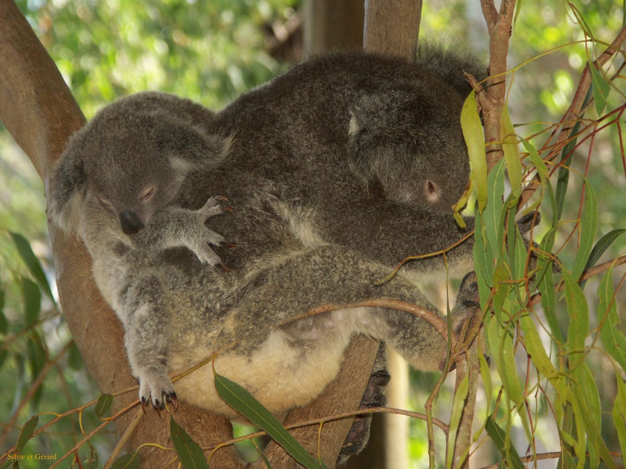 C 181 Billabong Sanctuary