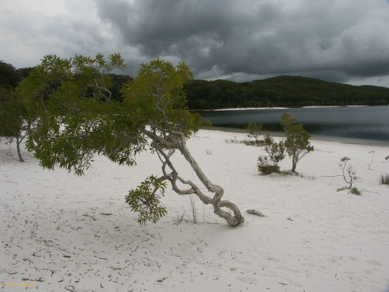 C 226 Fraser Island