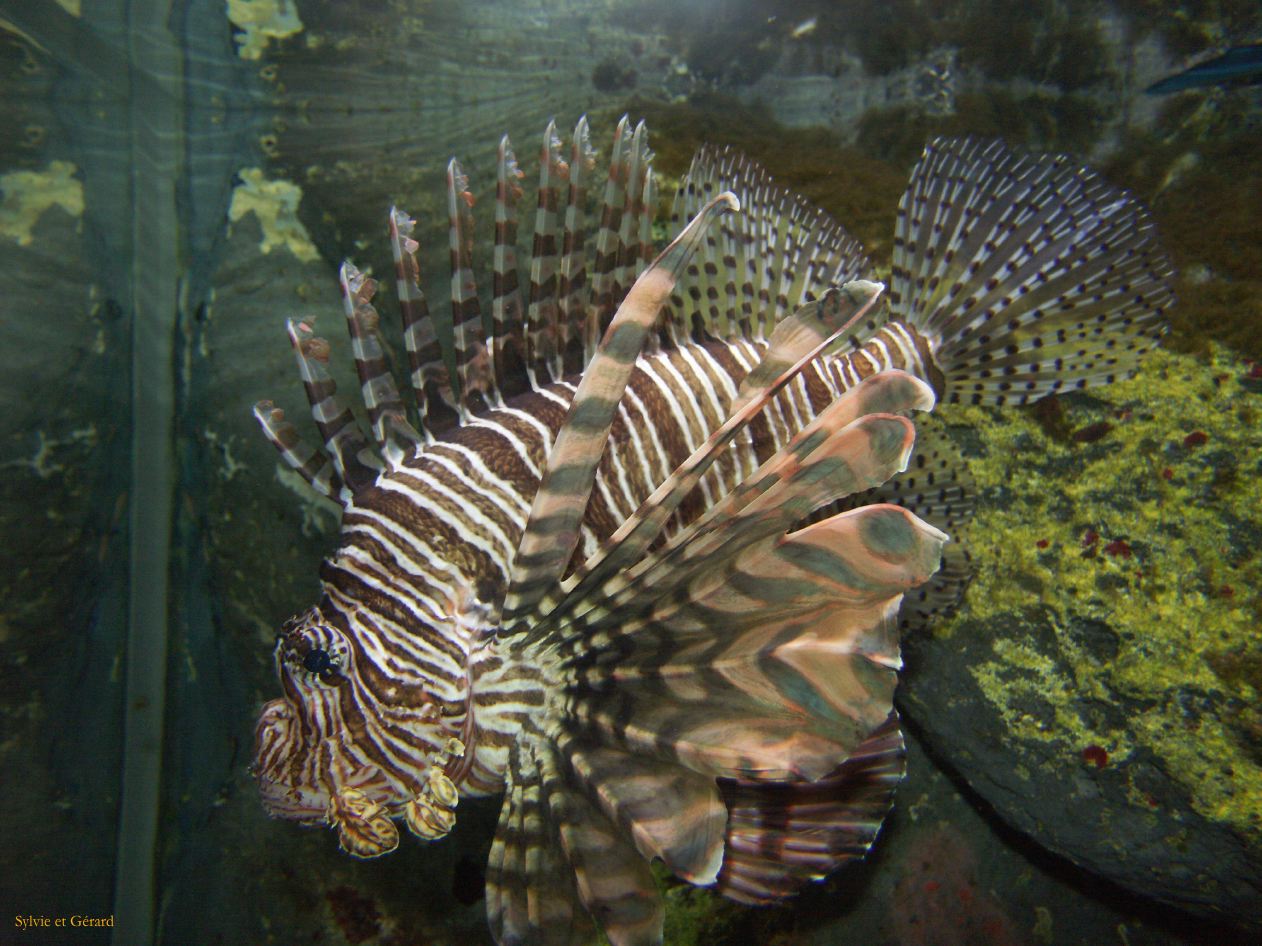 D 019 Aquarium Moololaba