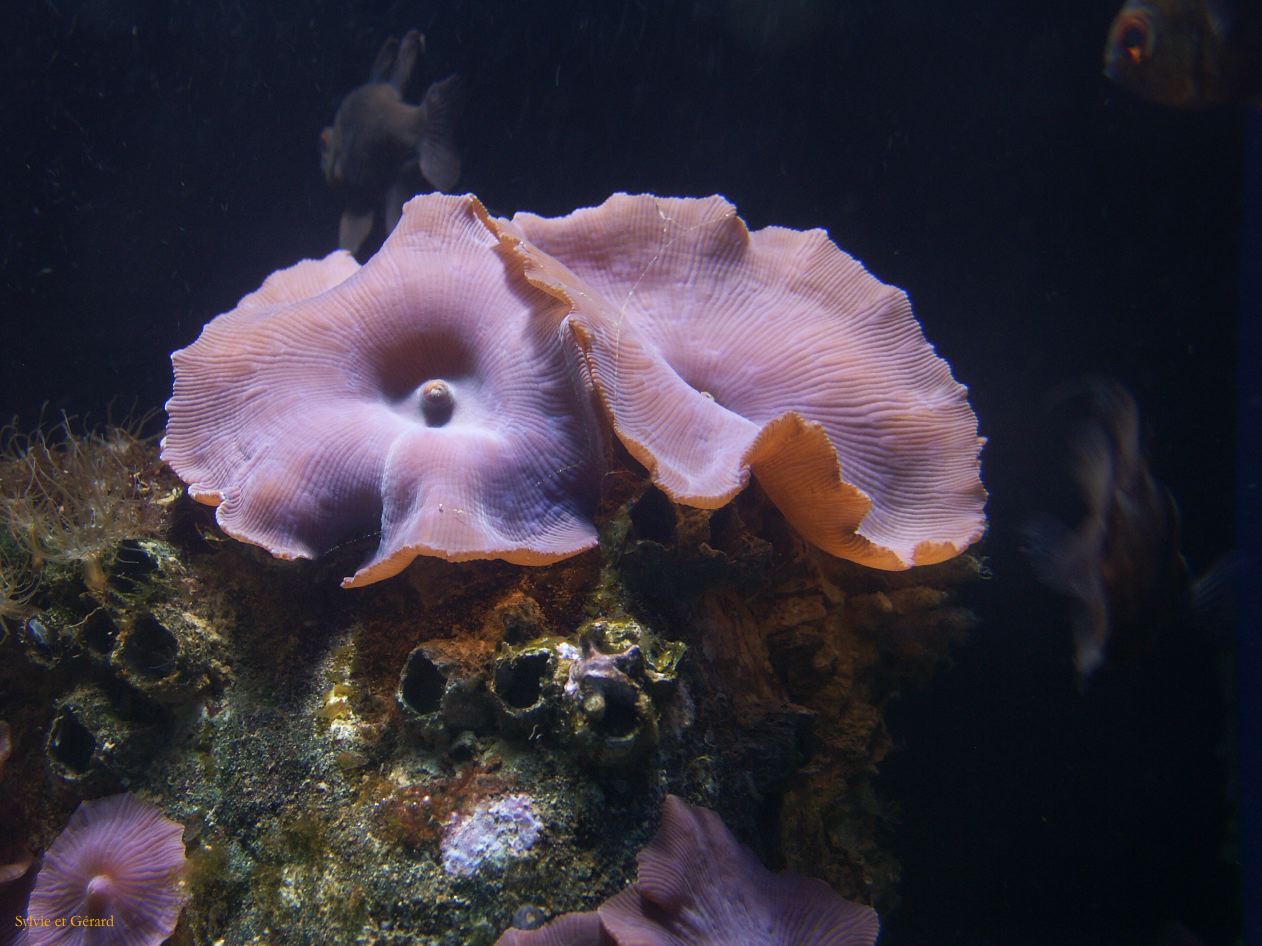 D 020 Aquarium Moololaba