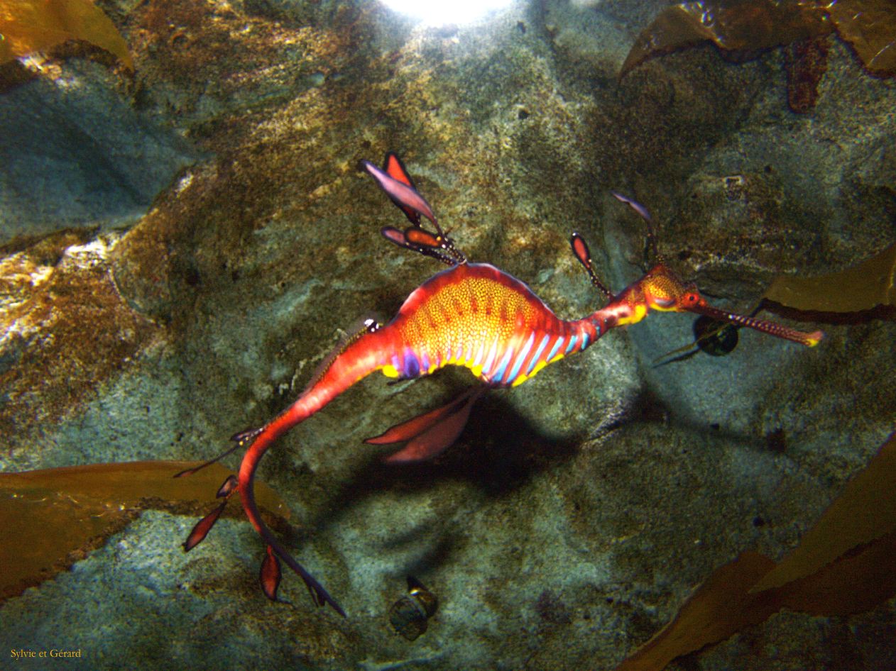 D 021 Aquarium Moololaba