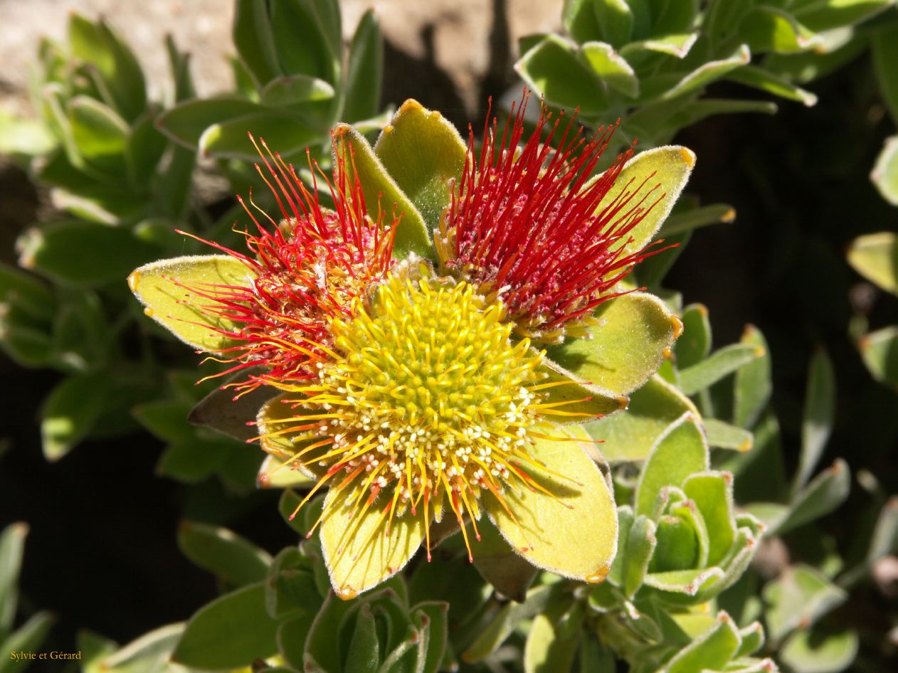 D 107 Blue Mountains