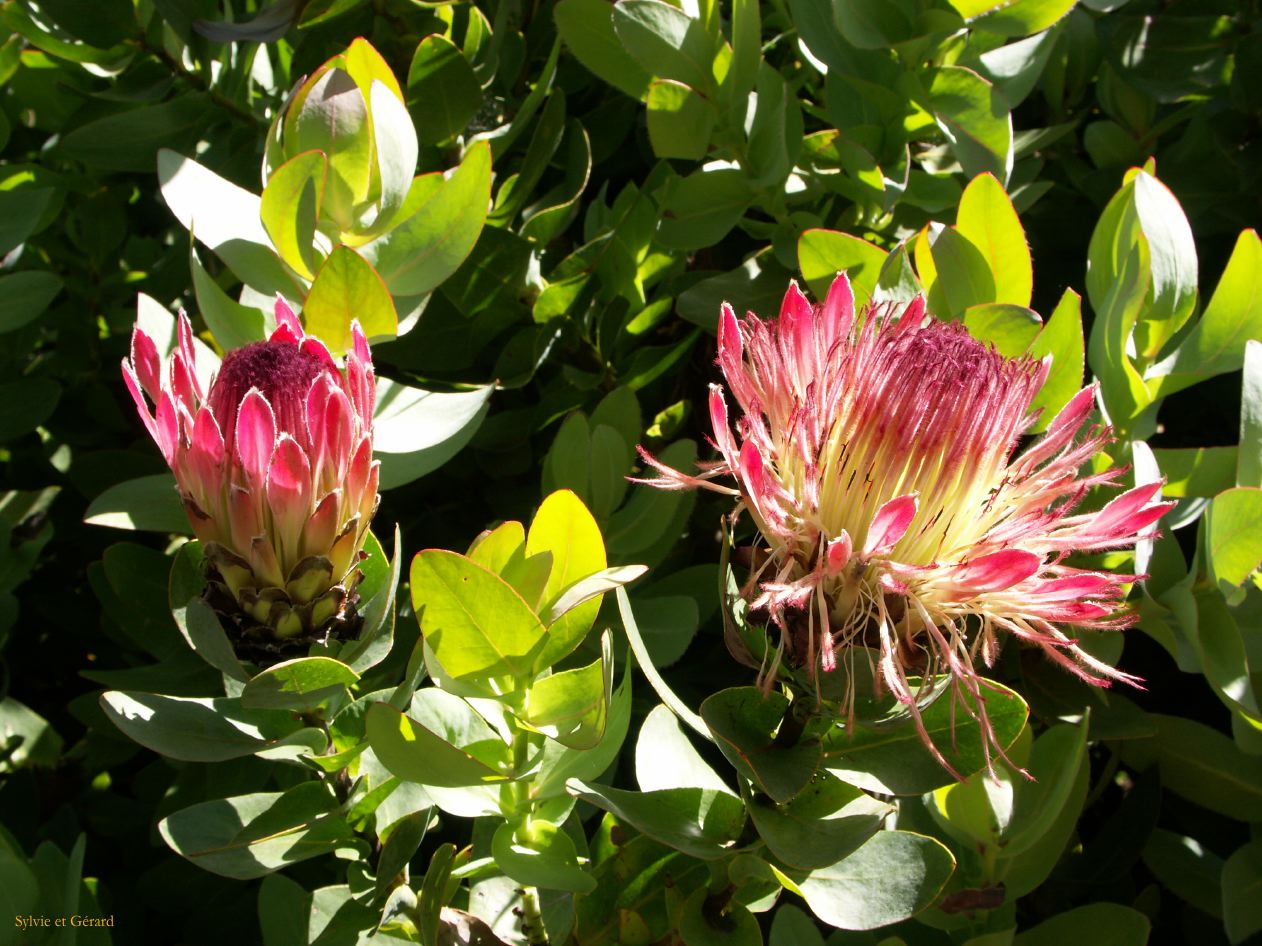 D 108  Blue Mountains