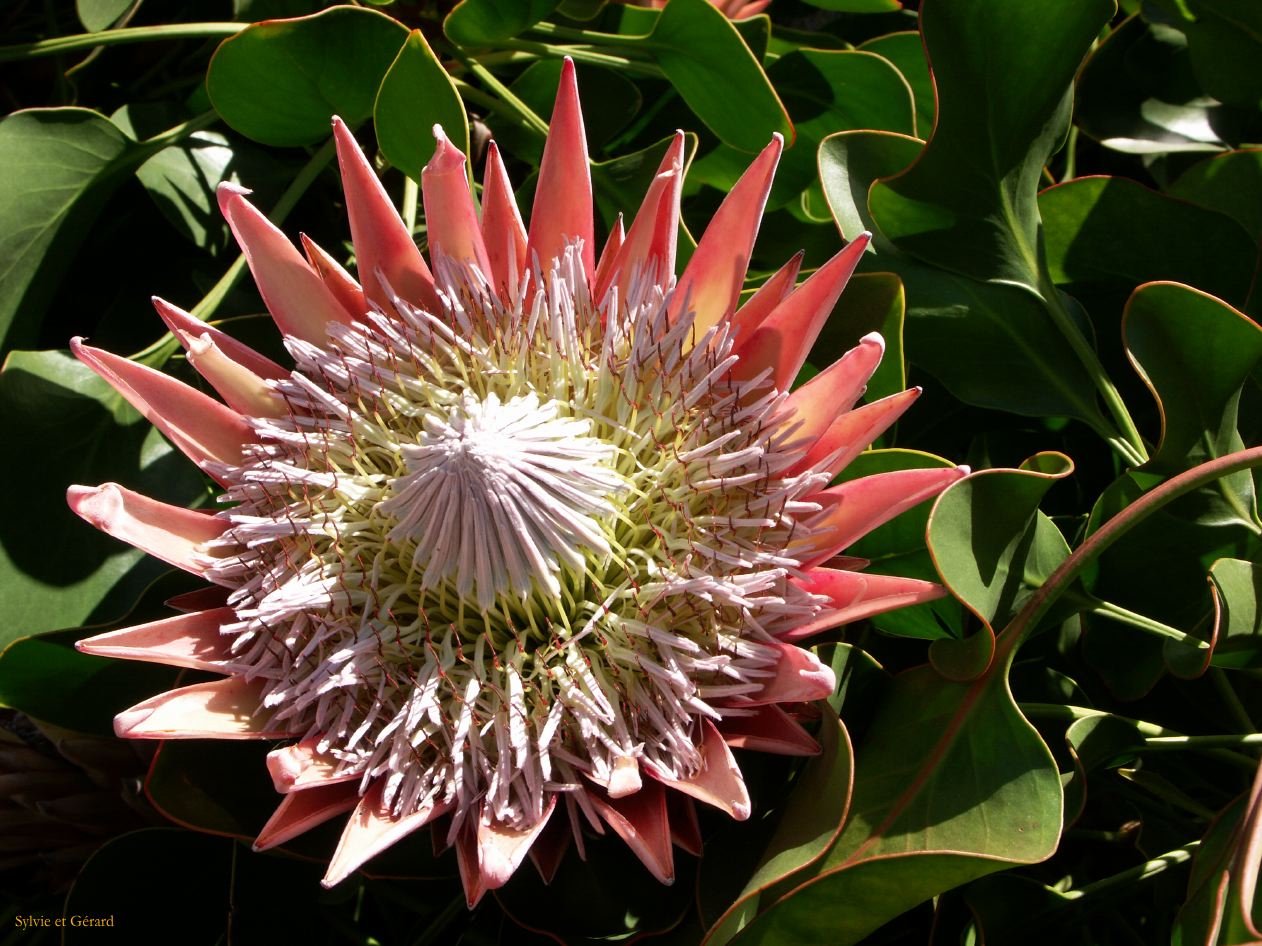 D 109 Blue Mountains