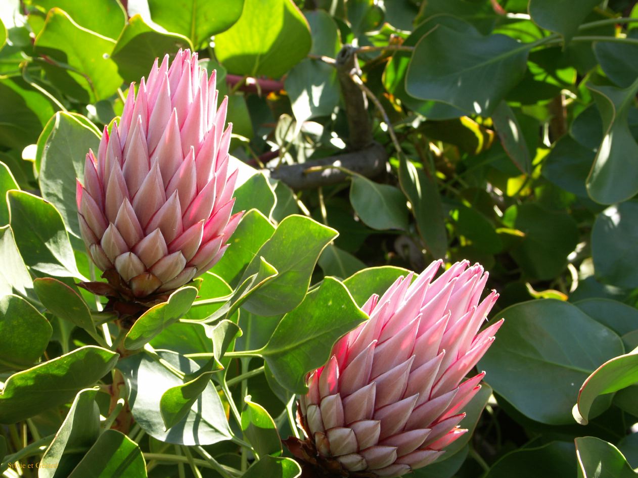 D 110 Blue Mountains