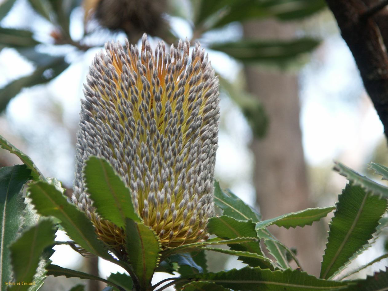 D 117 Blue Mountains