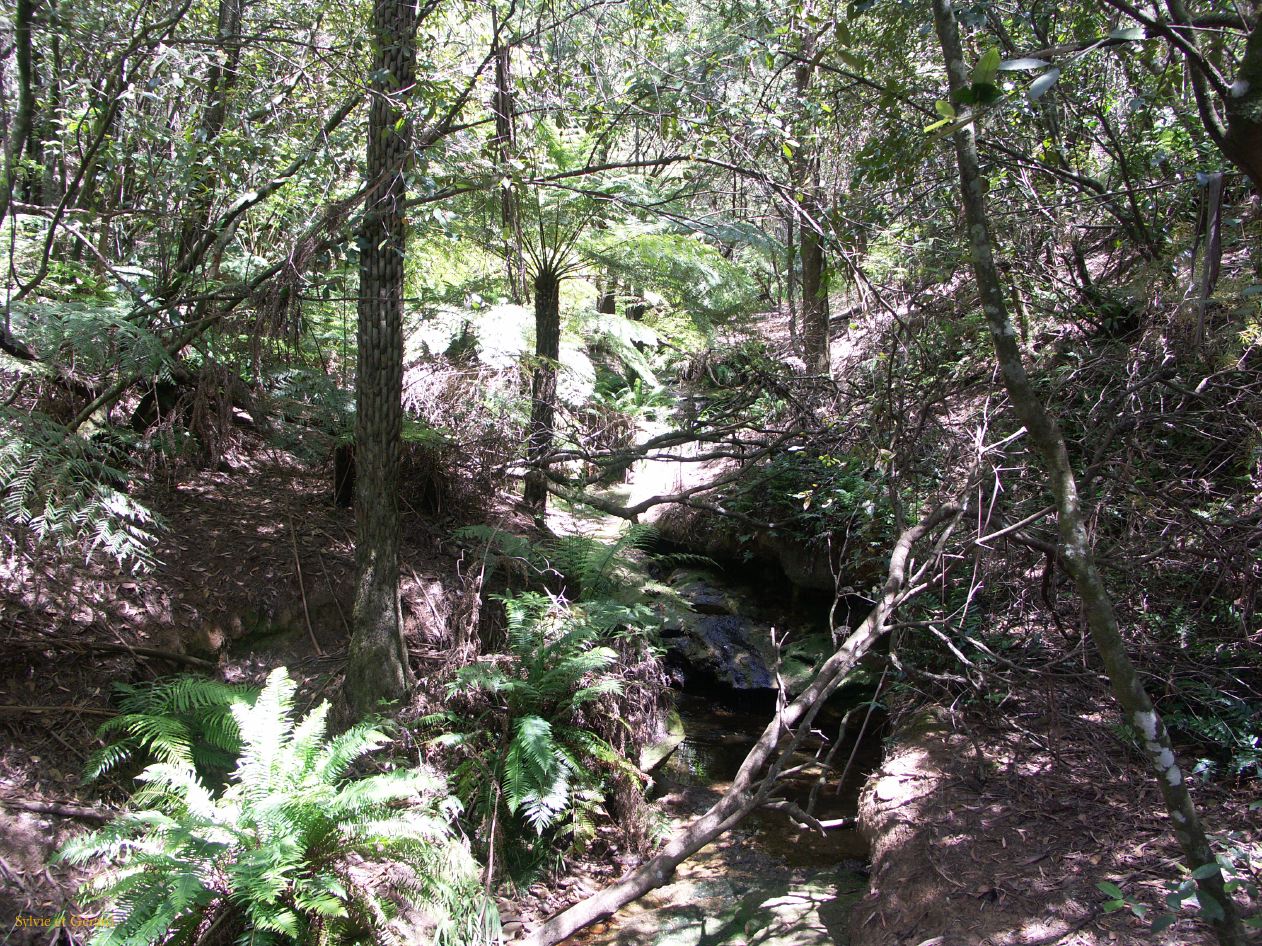 D 118 Blue Mountains