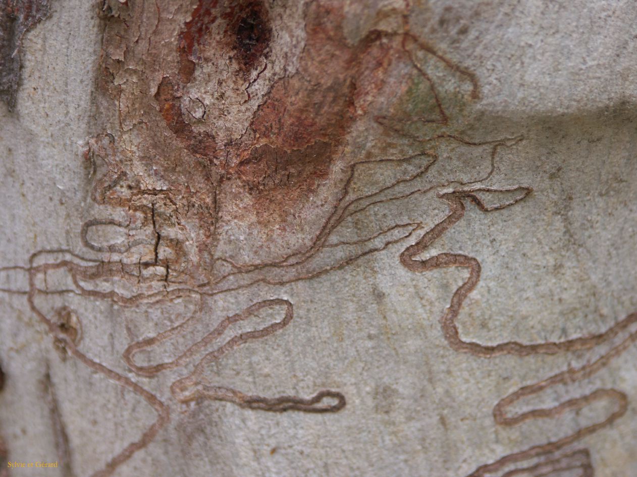 D 130 Blue Mountains