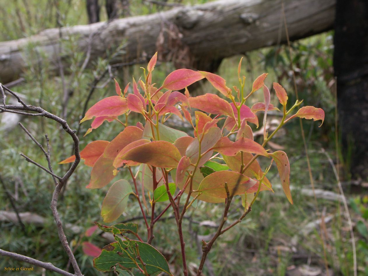 D 132 Blue Mountains