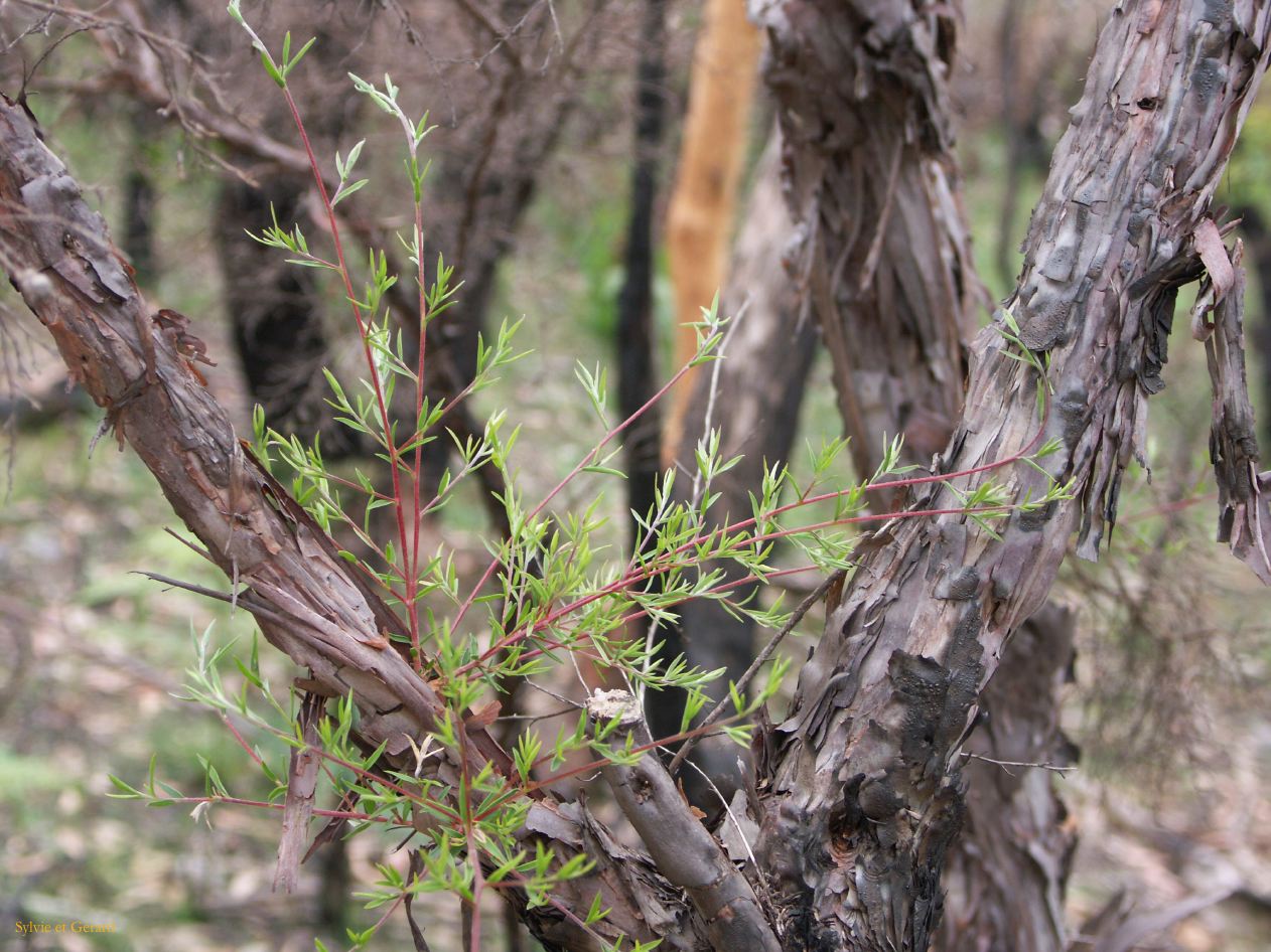 D 135 Blue Mountains