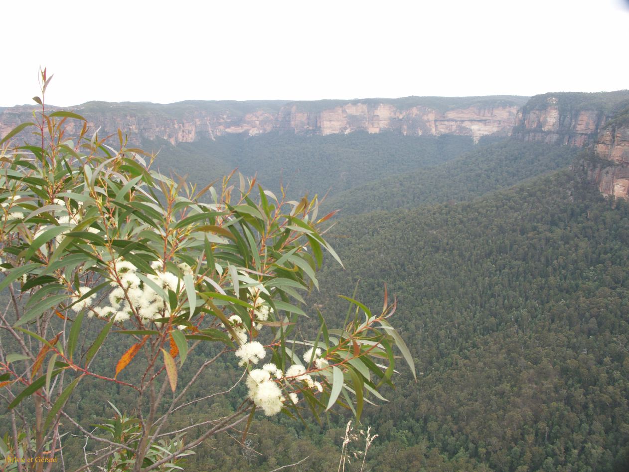 D 139  Blue Mountains