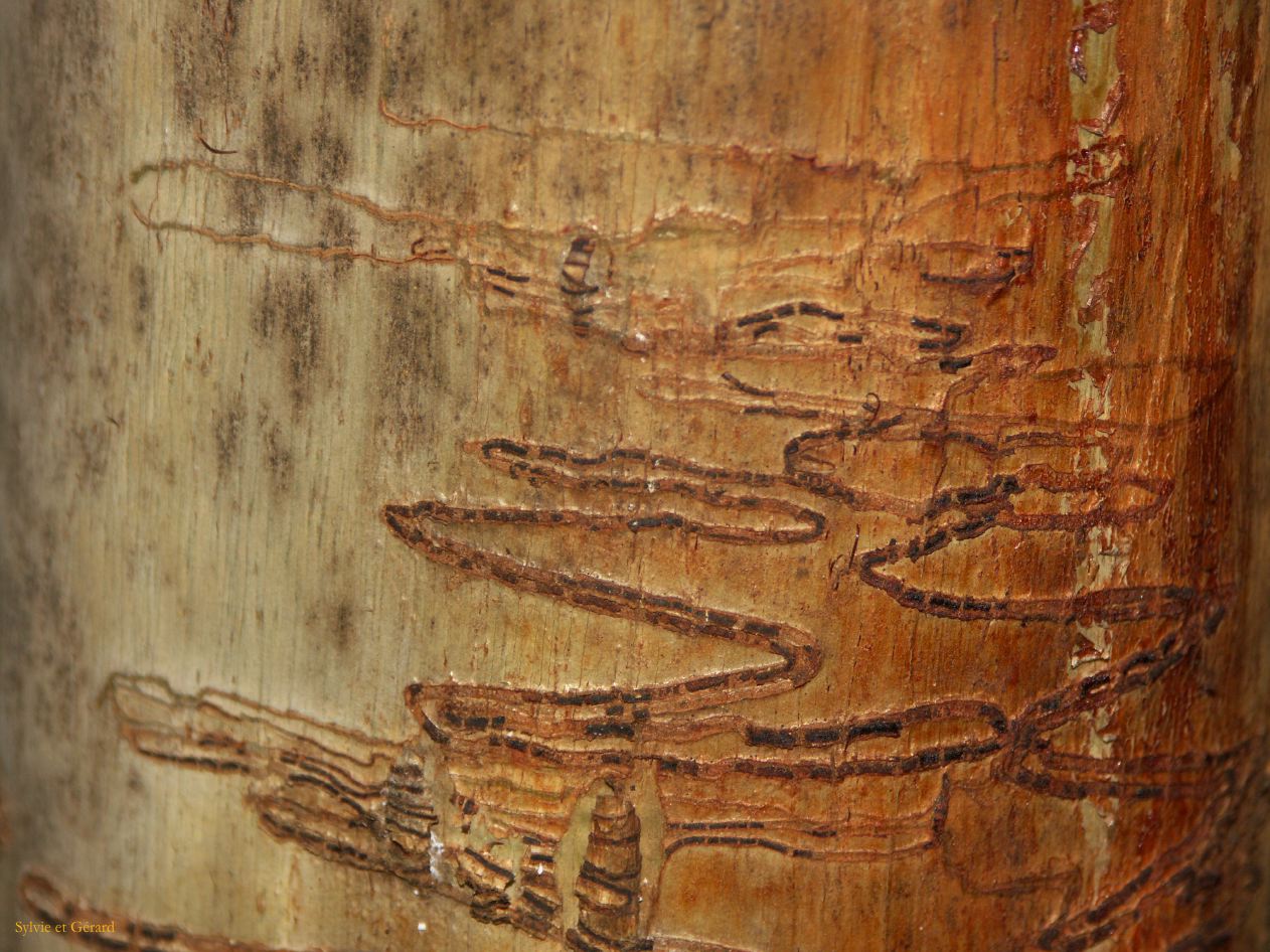 D 141 Blue Mountains