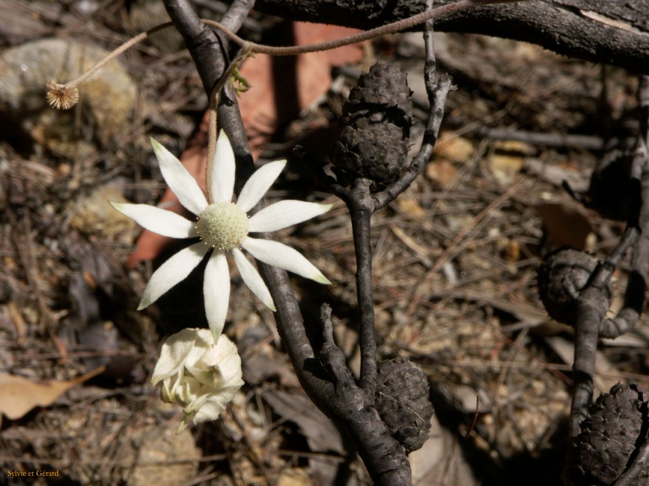 D 147 Blue Mountains