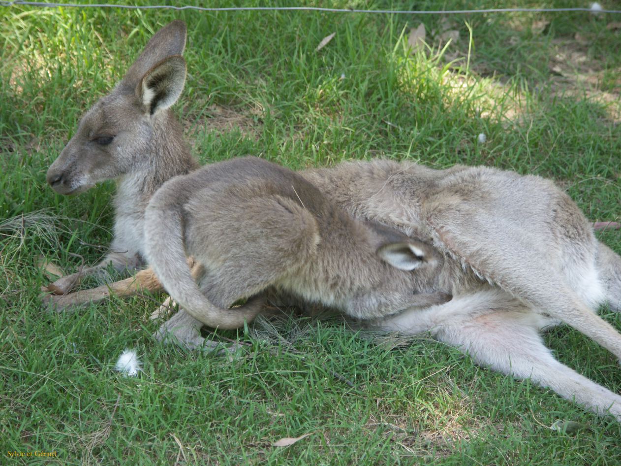 D 153 Blue Mountains