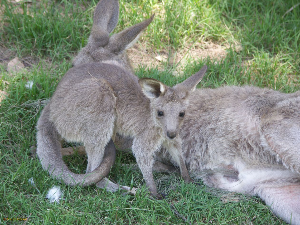 D 154 Blue Mountains