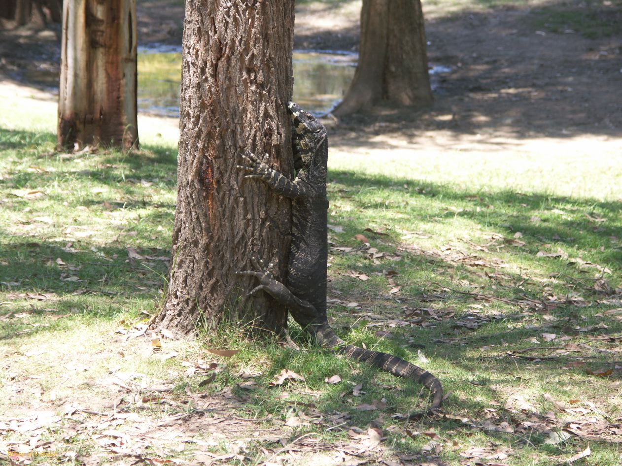 D 155 Blue Mountains