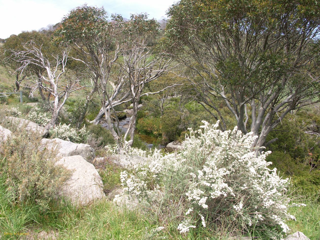 D 195 Kosciusko Park