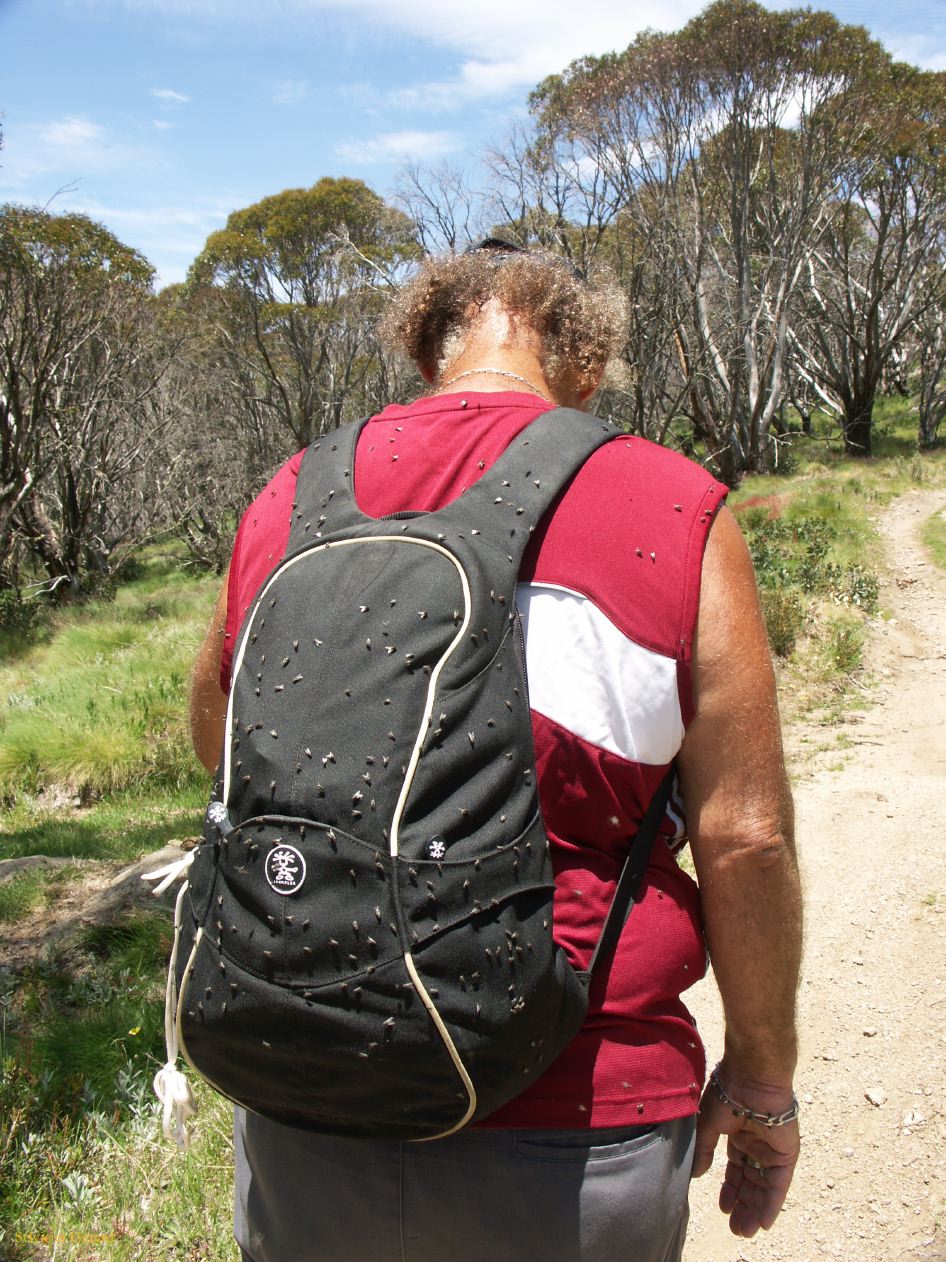 D 198 Kosciusko Park